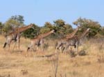 20060629-l-giraffe-s067c