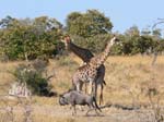 20060629-l-giraffe-s068c