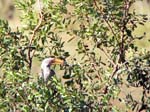 20060629-l-hornbill.yellowbilled-s094c