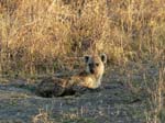20060629-l-hyena-s124c