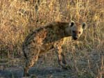 20060629-l-hyena-s126c