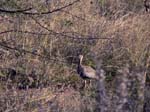 20060629-l-korhann.redcrested-s115c