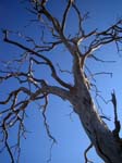 20060629-l-tree.branches-g006b