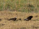 20060629-l-yellowbilled.kite-s105c