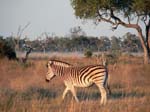 20060629-l-zebra-s002c