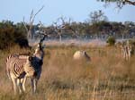 20060629-l-zebra-s006c