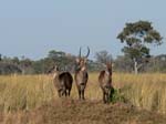 20060630-l-common.waterbuck-s064b