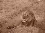 20060630-l-lion.sepia-s046b