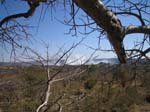 20060701-lv-baobab.viewing.tree-g059b