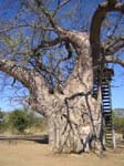 20060701-lv-baobab.viewing.tree-g065b